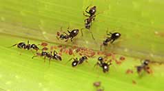 Ameisen melken Läuse auf einem Grashalm