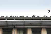 Tauben an der Regenrinne auf einem Flachdach.