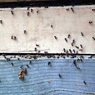 Ameisen krabbeln über Holzbalken