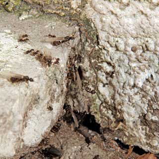 Ameisen kommen aus Winkel am Haussockel