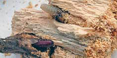 Holzschädlinge in einem Holzstück.
