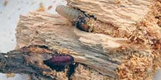 Holz mit Holzschutzschädlingen