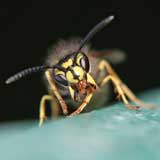 drohende Wespe auf einem Blatt